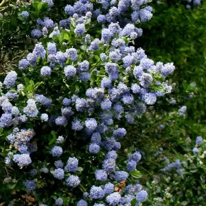 Skylark Californian Lilac Outdoor Shrub Plant Ceanothus 2L Pot