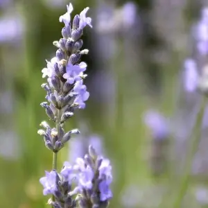 Lavandula Munstead Garden Plant - Fragrant Foliage, Lavender Blooms, Compact Size (25-35cm Height Including Pot)