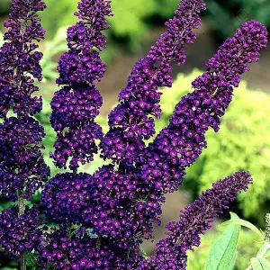 Buddleia Black Knight - Outdoor Flowering Shrub, Ideal for UK Gardens, Compact Size (15-30cm Height Including Pot)