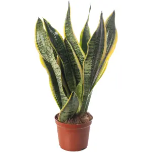 Sansevieria Laurentii - Indoor House Plant for Home Office, Kitchen, Living Room - Potted Houseplant (30-40cm)