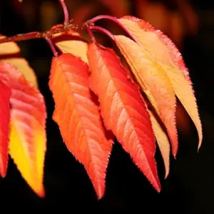 Prunus Royal Flame Tree - Stunning Flowers and Autumn Foliage, Hardy (5-6ft)