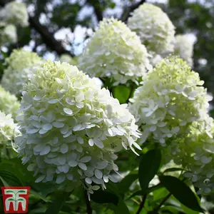 Hydrangea paniculata Limelight 3.6 Litre Potted Plant x 2