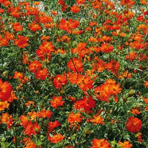 Cosmos Tango 1 Seed Packet (30 Seeds)