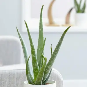 Aloe Vera Plant - Large Plant Around 30-40cm in Height - Decorative Pot Not Included