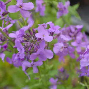 Sweet Rocket - Hesperis Matronalis - 1 Seed Packet (500 seeds)