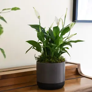 Peace Lily Houseplant 'Air So Pure' - Potted Plant (12cm Pot) x 1