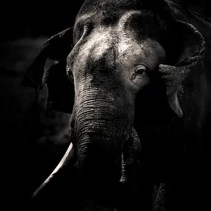 Noble Elephant - Wrapped Canvas Print 30cm H x 30cm W x 3.8cm D