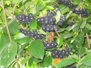 5 Aronia Melanocarpa Fruit Bushes 2ft Tall  'Superfood With Antioxidants' 3FATPIGS