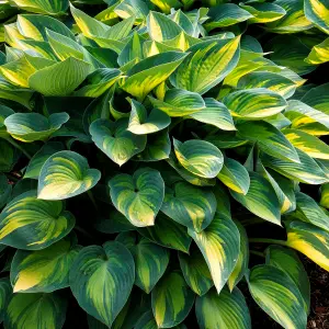 Hosta June Garden Plant - Variegated Foliage, Green and Yellow Colour, Compact Size (15-30cm Height Including Pot)