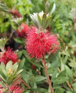 Callistemon Masotti Mini Red - Mini Bottlebrush shrub supplied in a 9cm pot