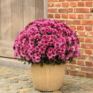 3 x Pink Chrysanthemum Garden mums in 10.5cm Pots