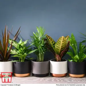 Mixed Houseplant Collection  - 3 Potted Plants (12cm Pots)