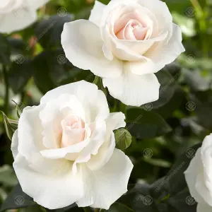 Silver Wedding 25th Anniversary White Rose - Outdoor Plant, Ideal for Gardens, Compact Size