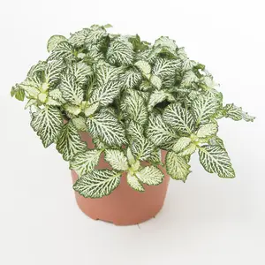 Gift Fittonia mosaic White Tiger 8.5cm Pot x 1