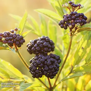 Sambucus nigra Golden Tower 9cm Potted Plant x 1