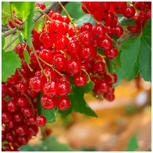 10 'Jonkheer van tets' Redcurrant / Ribes Rubrum Jonkheer van Tets' Multi-stemmed 3FATPIGS