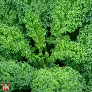 Kale Dwarf Green Curled 1 Seed Packet (400 Seeds)