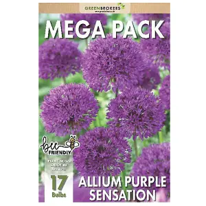 Big Buy Value Pack Allium Bulbs-Purple (17 Bulbs) Bee Friendly