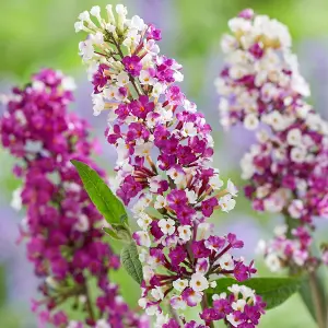 Buddleja 'Berries and Cream' Shrub in 9cm Pot - Lovely Two-Toned Flowers