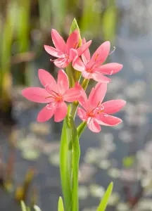 Lincolnshire Pond Plants Ltd Marginal Plants - Pond Plants (Schizostylis Coccinea 'Mrs Hagerty' )  - 3x 1 Litre Plants