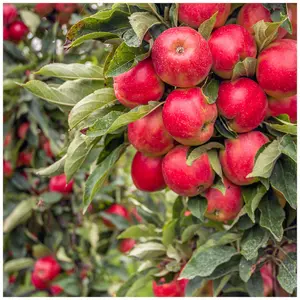 Dwarf Patio Elstar Apple Tree, Ready to Fruit,Sweet Crunchy Dessert Apple 3FATPIGS