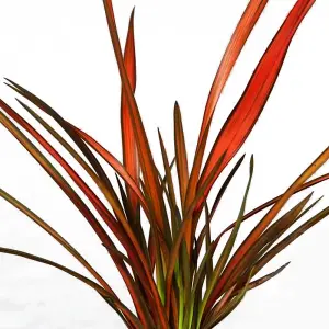 Phormium Maori Maiden Garden Plant - Striking Variegated Foliage, Compact Size, Hardy (25-35cm Height Including Pot)