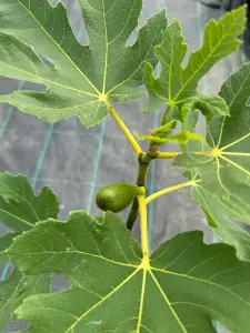 Large Fig Tree 'Brown Turkey' 2ft Tall, in a 5L Pot, Ready to Fruit, Sweet Taste 3FATPIGS