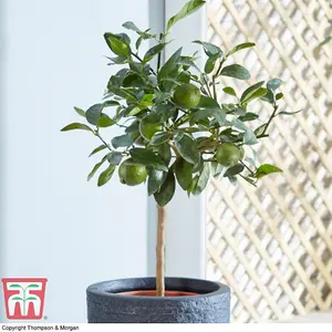 Citrus Fruit Lime Potted Plant x 1 (9cm pot)