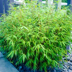 Fargesia Rufa - Hardy Outdoor Bamboo Plant, Evergreen (20-40cm Height Including Pot)