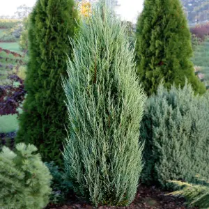 Juniperus Blue Arrow - Upright Columnar Evergreen Shrub (15-30cm Height Including Pot)