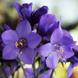 Gardeners Dream Polemonium Bressingham Purple (9cm)