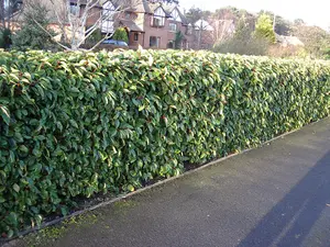 3 Portugal / Portuguese Laurel Hedging Prunus Lusitanica 25-30cm, Evergreen Hedging Plants 3FATPIGS