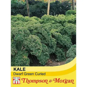 Kale Dwarf Green Curled 1 Seed Packet