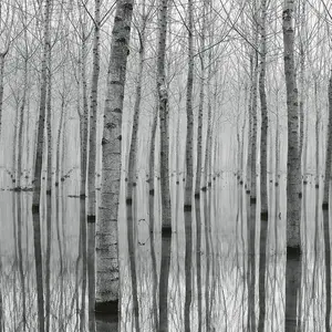 Birch Forest in Water Mural - 384x260cm - 5122-8