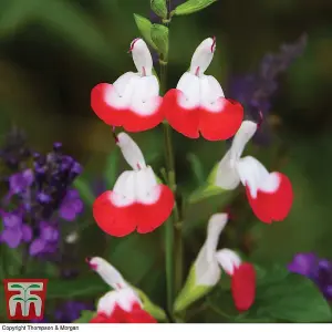 Salvia Microphylla Hot Lips 2 Litre Potted  Plant x 1