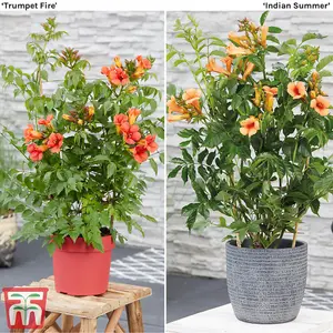 Summer Flowering Campsis Climbing Duo - 2 Litre Potted Plant x 2