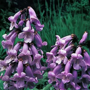 Paulownia Tomentosa 1 Seed Packet