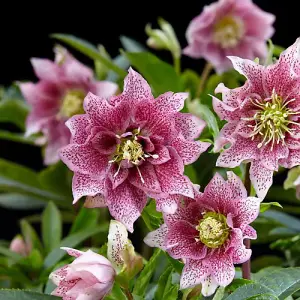 Helleborus orientalis Hello Amber 14cm Potted Plant x 2