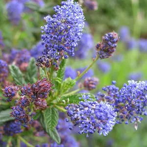 Ceanothus Puget Blue - Outdoor Flowering Shrub, Ideal for UK Gardens, Compact Size (15-30cm Height Including Pot)