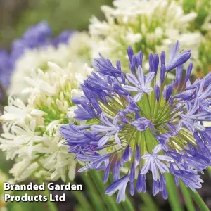 Agapanthus Blue + White Collection 6 Bare Root Plants - Summer Flowering - Drought Tolerant