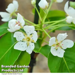 Pear (Pyrus) Mini Doyenne Du Comice 9cm Pot x 1