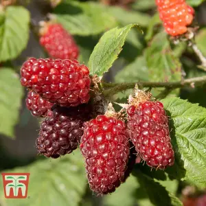 Tayberry Buckingham 9cm Pot x 1