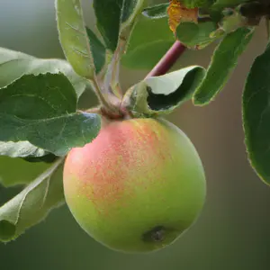 Lincolnshire Fruits Newton Wonder Bareroot Apple 7 Litre Tree