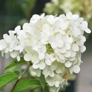 Hydrangea Polar Bear White Garden Shrub - Pure White Blooms (15-30cm Height Including Pot)