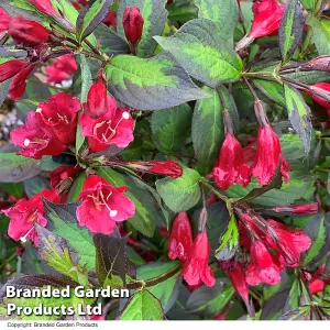 Weigela Camouflage 9cm Potted Plant x 2