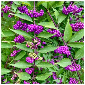 Callicarpa Bodinieri var. Giraldii 'Profusion' 20-30cm Tall in a 2L Pot 3FATPIGS