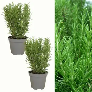 2 x Rosemary Herb Plants in 14cm Pots - Rosmarinus Officinalis for Culinary Use