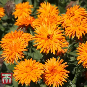 Calendula officinalis Calexis Orange 1 Seed Packet (50 Seeds)