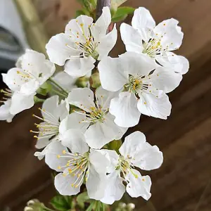 Stella Cherry Fruit Tree in a 5L Pot 90-110cm Tall on Dwarf Rootstock - for Patios and Pots, Small Gardens, Delicious Soft Fruit