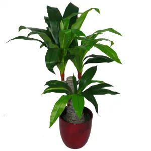 75cm Artificial Dracaena Plant - Wide Trunk Triple Branch Large